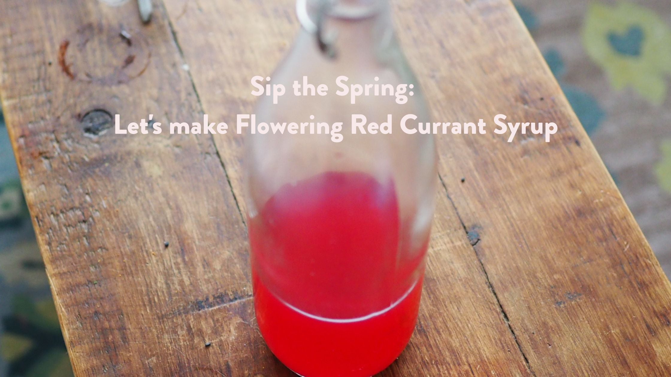 Sip the Spring: Let's make Flowering Red Currant Flowers into a Delicious Syrup