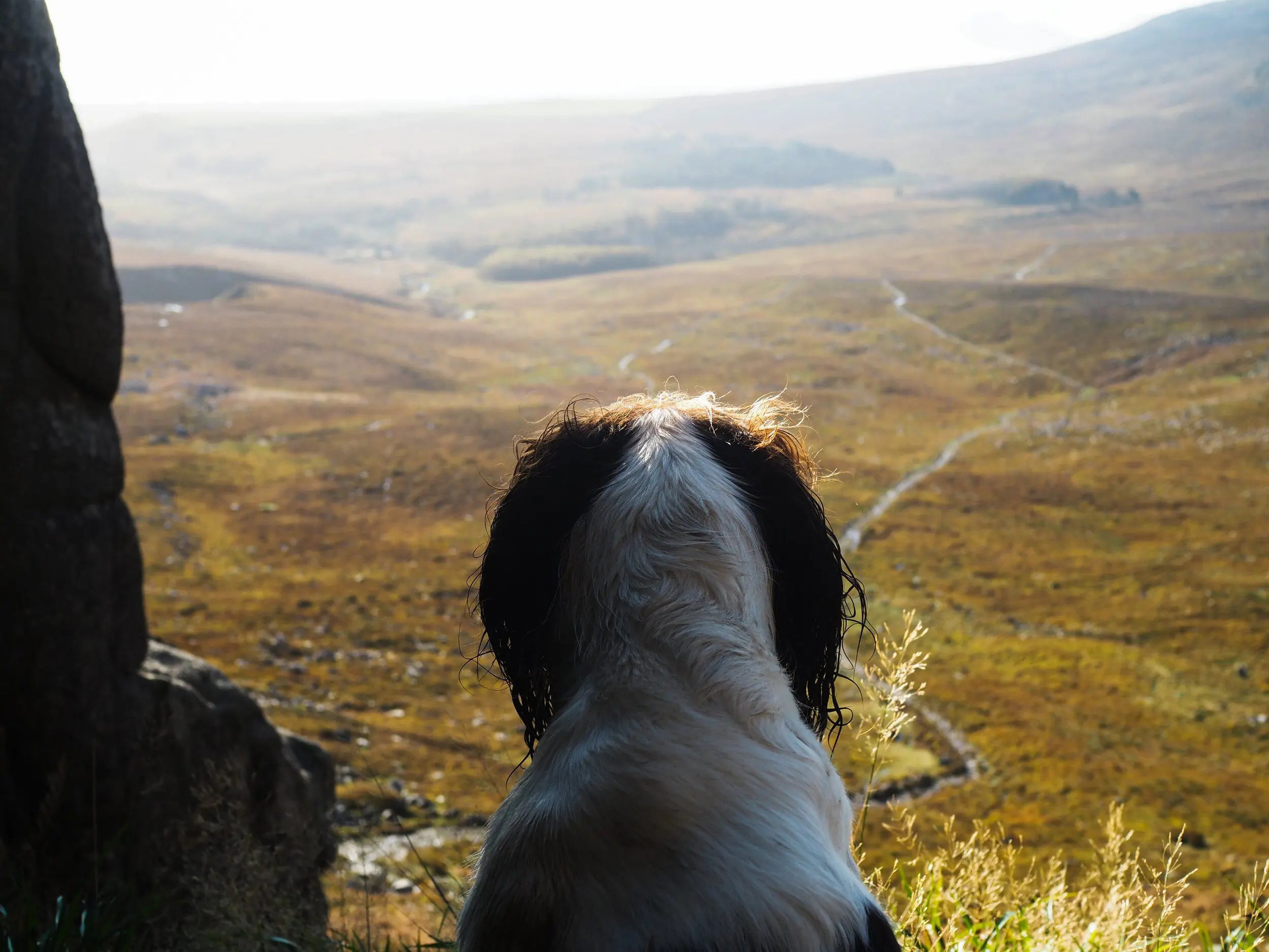 Sky Dog & The Calendar