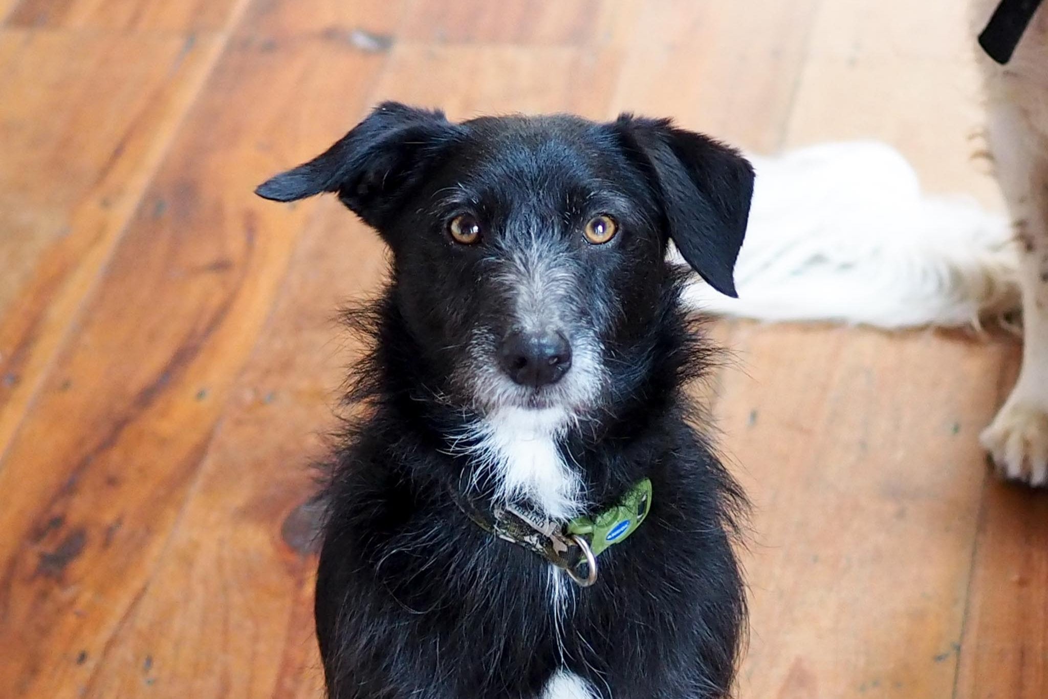 A photo of our dog Declan sitting. 