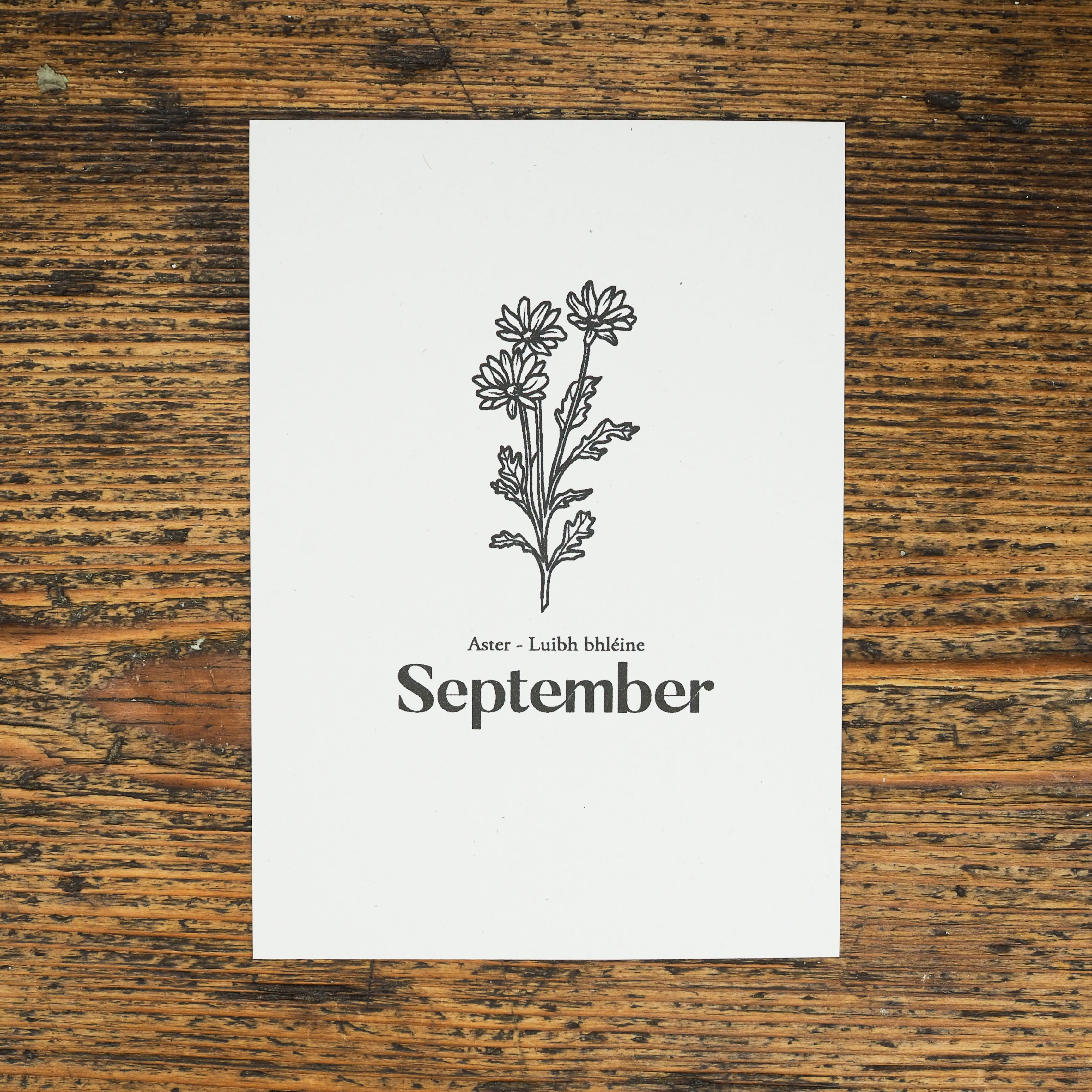 Aster - September Birth Flower Candle