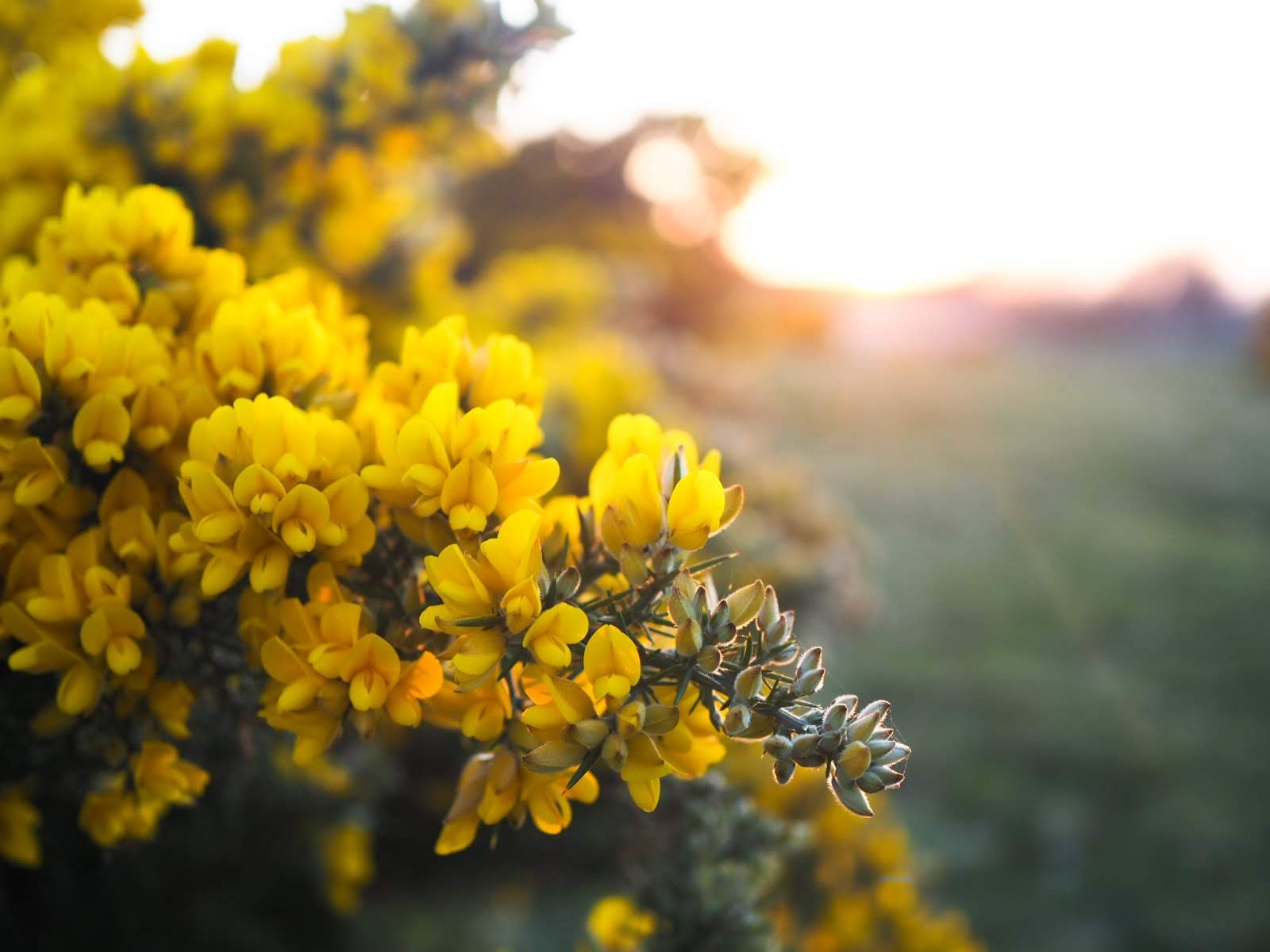 A photo of yellow gorse flowers with the sun setting behind them